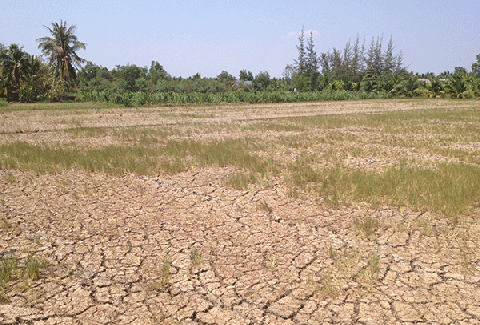 「氣候變遷影響作物生長」，越南湄公河三角洲下沈是迫切的危機