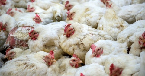 Chicken farms fueled a massive public health crisis—while the government turned a blind eye