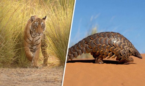 Golden Triangle: Tiger, elephant and rhino body parts being traded in the notorious zone