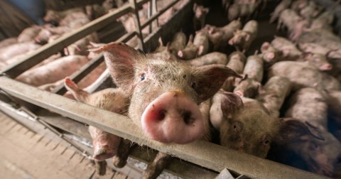 The World Health Organization just told farmers everywhere to stop feeding antibiotics to healthy animals