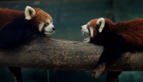 Wildlife smuggling ring that sold red pandas online broken up