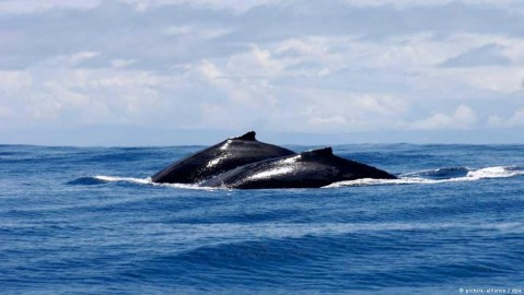 Mexico creates large marine reserve in the Pacific