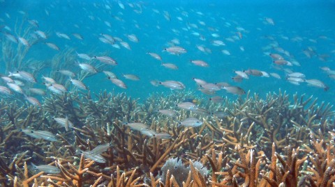 Pristine stands of rare staghorn coral off Fort Lauderdale on Aug. 26, 2009. (Richard E. Dodge / Sun Sentinel)