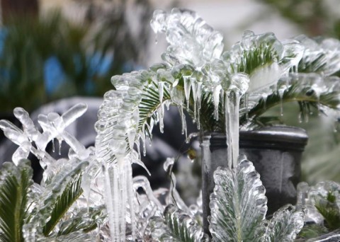 Ice covers various plants on Wednesday at Calo Farms LLC in Panama City, Florida. Patti Blake/News Herald via AP