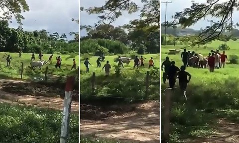 Starving mob beat cattle to death with rocks in Venezuela