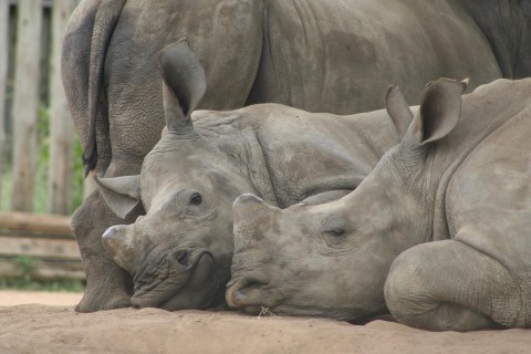 A group of orphaned white rhino calves doze in the shade at the rehabilitation centre in Hluhluwe-Imfolozi game reserve. Photo: Tony Carnie