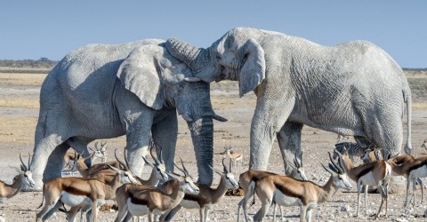 A pair of African elephants bathing in mud in Namibia’s Etosha National Park. The US is lifting a complete ban on big-game trophies from certain African countries. Photo: Felix Reinders/Barcroft Media, via Getty Images