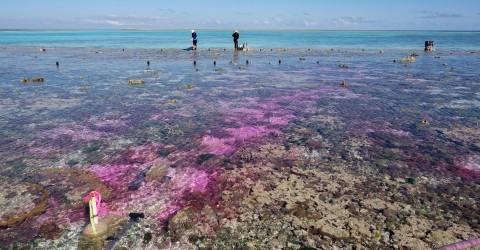 Purple dye tracks the movement of deliberately acidified water at One Tree Island. Photo: Aaron Takeo Ninokawa