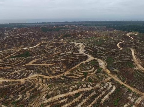 Alarming photos reveal devastating scale of rainforest destruction in Papua New Guinea