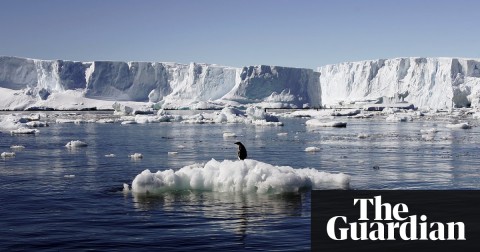 An Adelie penguin standing on a block of melting ice in East Antarctica. Photograph: Reuters