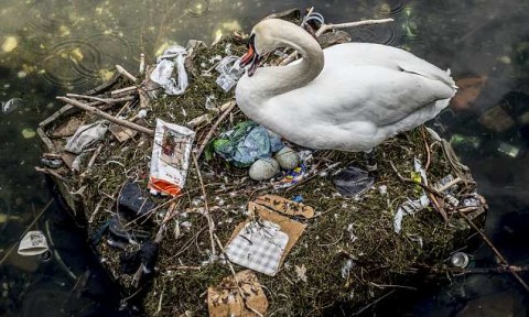 A mother swan tending to her nest containing several eggs near Queen Louise’s Bridge in Copenhagen’s city center. Photo: AP