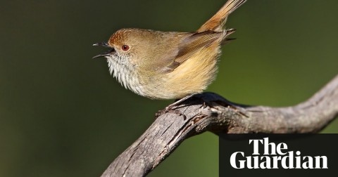 The King Island brown thornbill is Australia’s most at-risk-bird, which has just a 5% chance of survival. Photograph: Chris Tzaros/Birds Bush and Beyond