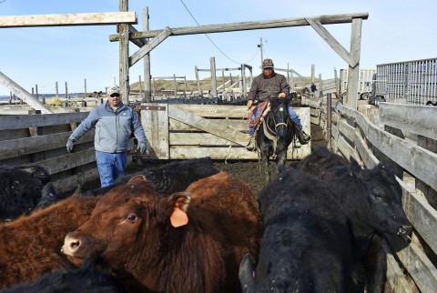 Mike Wacker, left, and Juan Ulloa move cattle at Cross Four Ranch before the animals are shipped to summer pasture in Sheffield, Mont. Photo: Matthew Brown / AP
