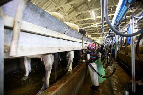 A dairy farm turned out to be a fraud, with millions of state dollars vanishing in a web of bank accounts controlled by politically connected companies and individuals. Photo: Getty
