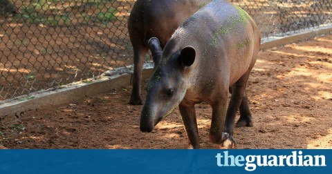 Thieves stealing Venezuela zoo animals to eat them, say police