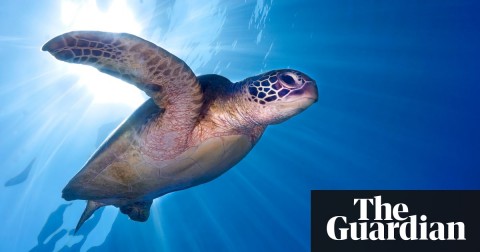 The threatened green turtle. Almost half of all reptile species received no monitoring. Photograph: Alamy