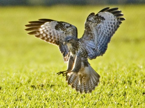 The illegal killing of raptors is 'extremely disappointing', Police Scotland said Photo: RSPB