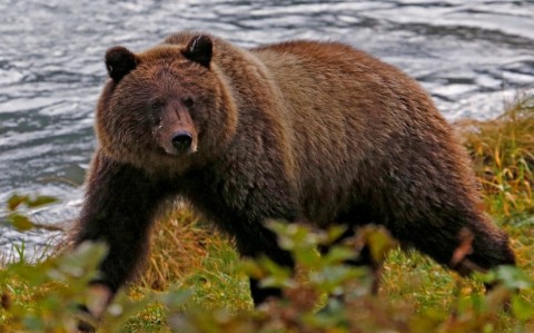 The Obama administration outlawed inhumane hunting methods on federal land in 2015. Photo: Reuters