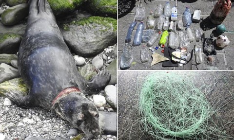Seal seriously injured after getting caught in trash on a British cove