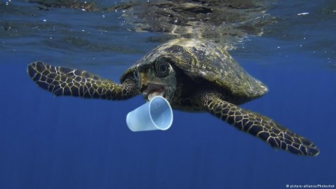 A Hawksbill turtle tries to bite a plastic cup. Photo: Photoshoot