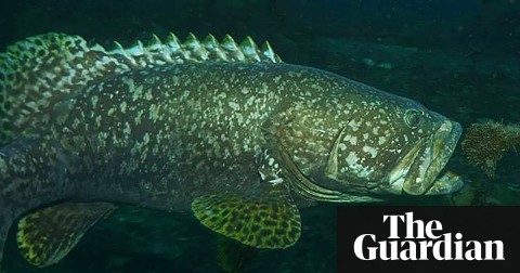 The Queensland groper fish spotted in New Zealand waters on Sunday after sea temperatures rose by several degrees on average. Photo: Paihia Dive