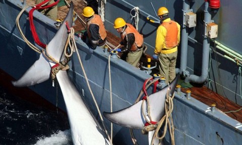 A dead sperm whale lies on the deck of a Japanese whaling vessel in the northwestern Pacific Ocean in August 2000. Photo: Reuters