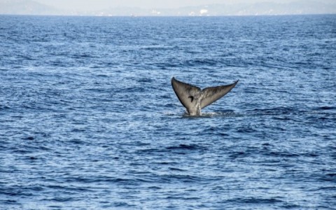 日本の「残酷な」捕鯨をどうしたら阻止できるか