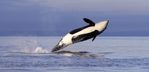 Group threatens lawsuit over habitat protection for orcas