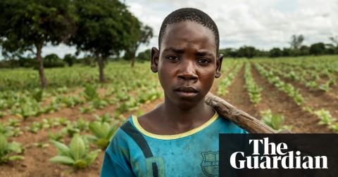 Child labour rampant in tobacco industry