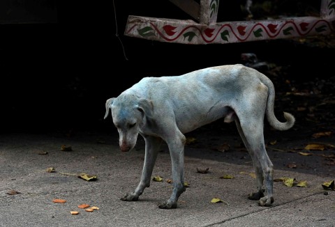 印度出現「藍色的狗」成為話題 政府查封涉嫌排放未經處理染料到河裡的工廠