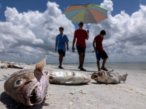 紅潮引發了佛羅里達州海域進入緊急狀態，因為海龜、鼠海豚和鯊魚都被沖上岸，藻類大量繁值引發許多人感染，呼吸道疾病就診人數增加50%