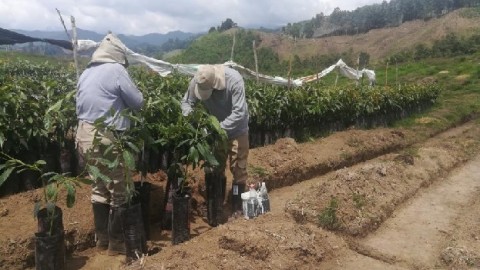 Camposol inició operaciones hace dos meses en la vereda Navarco Alto de Salento