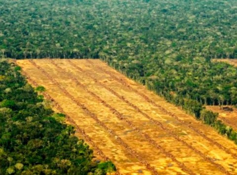 Santa Cruz, el departamento que más deforesta en Bolivia