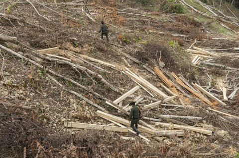 47% of wood sold in Colombia is sold illegally.