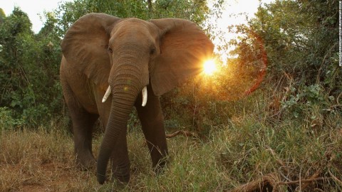 全球的野生動物將在40年內銳減60% 世界自然保護基金會呼籲改善人為破壞以拯救「最後的世代」