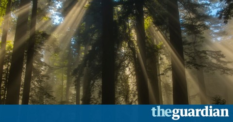 How to offset Trump"s climate science ignorance – plant 10bn trees