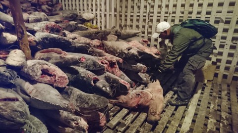 Fishermen Caught With 6,600 Sharks In Galápagos, Now Headed To Prison