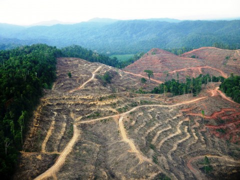 Industrial farming is driving the sixth mass extinction of life on Earth, says leading academic