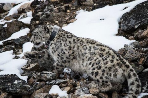 Insurance helps save Nepal's endangered snow leopards