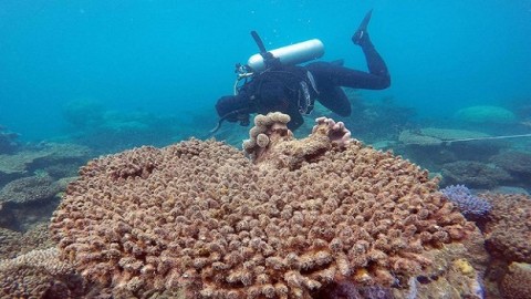珊瑚白化絕種，大堡礁面臨嚴重生存危機
