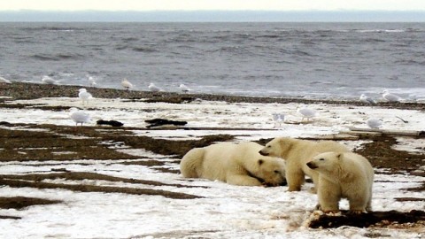 Manhattan Project-sized effort is needed to create artificial Arctic ice and avert climate change