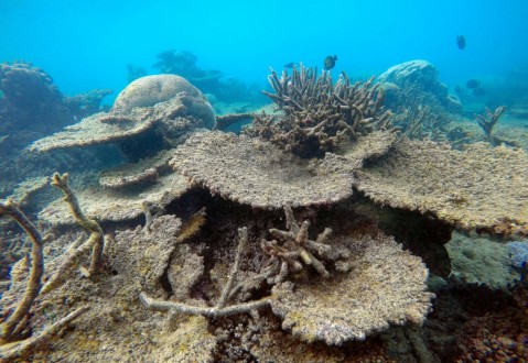 EDITORIAL:The Great Barrier Reef is dying, and global warming set the scene