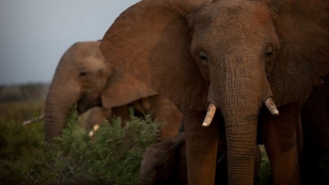 China Joins the fight to save elephants