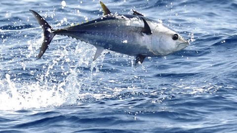 As the world's top consumer of tuna, Japan should be a model for saving bluefin tuna stock